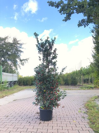 50x Hulst Ilex ‘Blue Maid/Prince’, Haagplant, Wintergroen, ca. 125-150