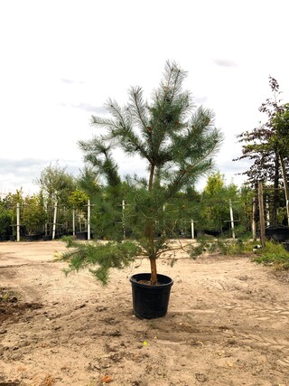 2x Grove den Pinus sylvestris, Naaldboom, Wintergroen, ca. 2 m hoog