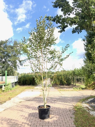 3x Himalayaberk Betula ‘Doorenbos’, Meerstammig, Witte stam, ca. 300 c