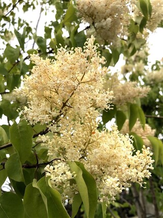 Chinese sering Syringa ‘Gimborn’s China Pearl’, Bloesemboom, Witte blo
