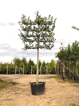 2x Winterlinde Tilia cordata, Leiboom, ca. 200 cm stamhoogte