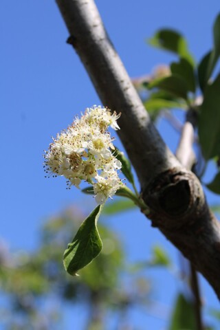 Dwergmispel Cotoneaster ignotus, Bloesemboom, Zwarte bessen, ca. 4 m h