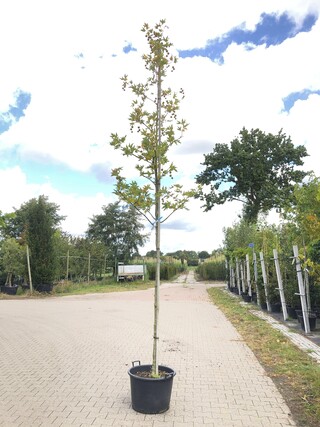 4x Oosterse plataan Platanus ‘Minaret’, Loofboom, ca. 4 m hoog