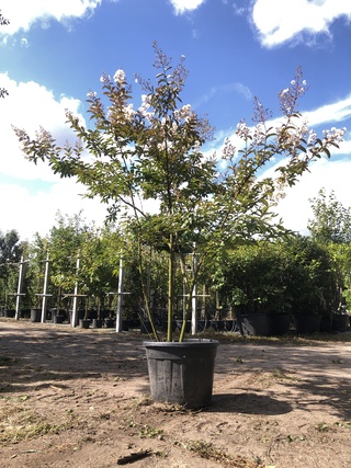 2x Indische sering Lagerstroemia ‘Natchez’, Meerstammig, Witte bloei,