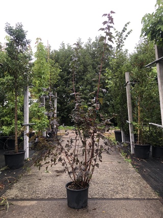 10x Sierheester Hibiscus, Blaasspirea en Vlinderstruik, Sierheester, R