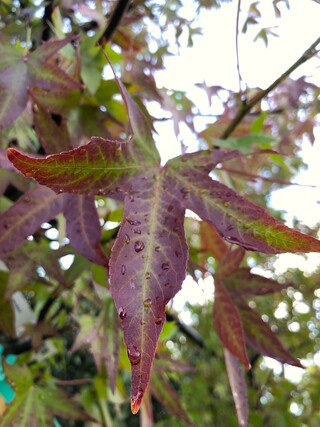Amberboom Liquidambar ‘Worplesdon’, Herfstverkleuring, ca. 6 m hoog