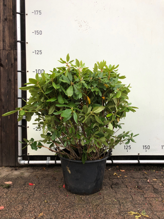 12x Rododendron Rhododendron ‘Catawbiense Boursault’, Sierheester, Paa
