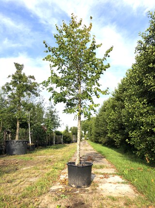 3x Koningslinde Tilia ‘Pallida’, ca. 5 m hoog