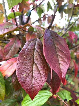 Sycoparrotia semidecidua Loofboom, Rode herfstkleur, ca. 3 m hoog