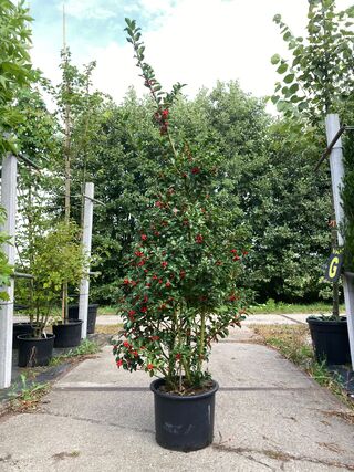 13x Hulst Ilex ‘Blue Maid’, Haagplant, Wintergroen, ca. 125-175 cm hoo