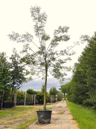 3x Honingboom, Sophora Japonica, Witte bloei, ca. 5 m hoog