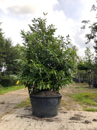 Laurierkers Prunus ‘Novita’, Solitair, Wintergroen, ca. 250 cm hoog