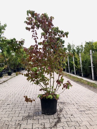 2x Japanse sneeuwbal Viburnum ‘Shasta’, Meerstammig, Witte bloei, ca.