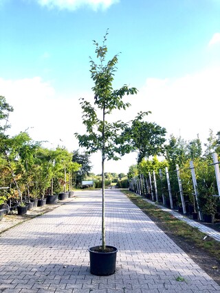 2x Sycoparrotia semidecidua Loofboom, Rode herfstkleur, ca. 3 m hoog
