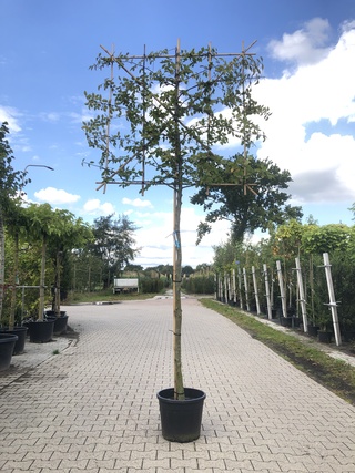 2x Haagbeuk Carpinus betulus, Leiboom, ca. 200 cm stamhoogte