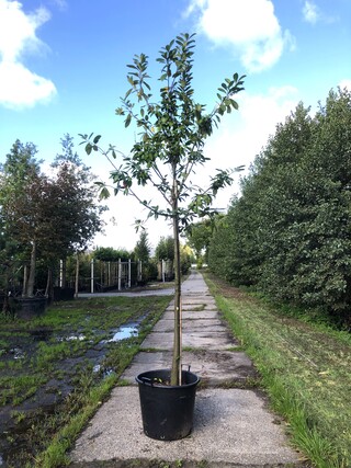 2x Laurierkers Prunus ‘Novita’, Leigeschikt, Wintergroen, ca. 4 m hoog