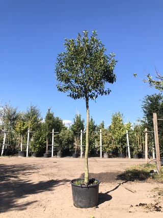 Portugese laurier Prunus ‘Angustifolia’, Wintergroen, ca. 3 m hoog