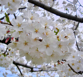 Yoshinokers Prunus yedoensis, Meerstammig, Witte bloesem, ca. 350 cm h