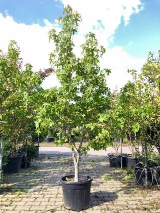2x Amberboom Liquidambar styraciflua, Meerstammig, Herfstverkleuring,