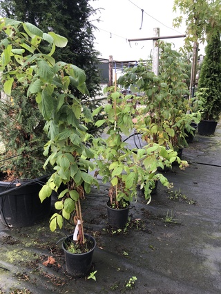 9x Framboos Rubus ‘Héritage’, Fruistruik, Vruchtdragend, ca. 100-150 c