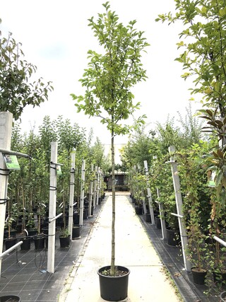3x Japanse magnolia Magnolia kobus, Bloesemboom, Witte bloei, ca. 3 m