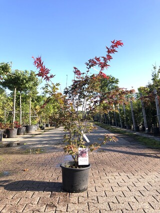 Japanse esdoorn Acer ‘Atropurpureum’, Sierheester, Rood blad, ca. 125