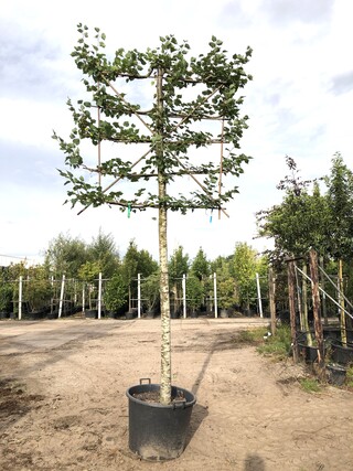 2x Winterlinde Tilia cordata, Leiboom, ca. 200 cm stamhoogte