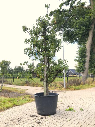 2x Perenboom Pyrus ‘Conference’, Karakterboom, Vruchtdragend, ca. 250