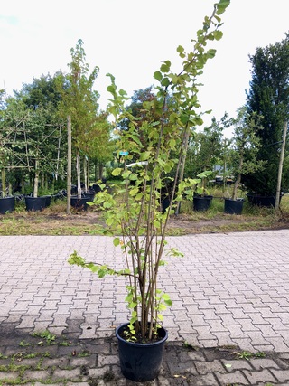 4x Hazelaar Corylus avellana, Sierheester, ca. 200 cm hoog