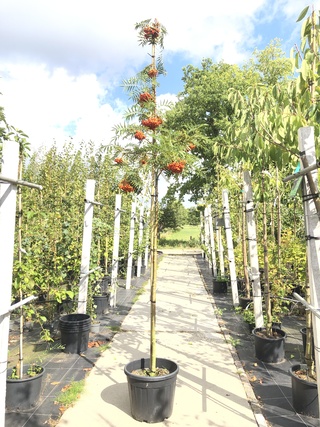 2x Lijsterbes Sorbus ‘Dodong’, Loofboom, Oranje bessen, ca. 3 m hoog