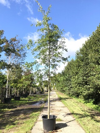 2x Moeraseik Quercus palustris, ca. 4 m hoog