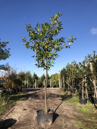 Laurierkers Prunus ‘Novita’, Leigeschikt, Wintergroen, ca. 4 m hoog