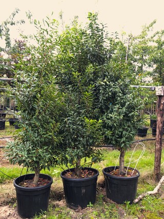 3x Portugese laurier Prunus ‘Angustifolia’, Haagplant, Wintergroen, ca