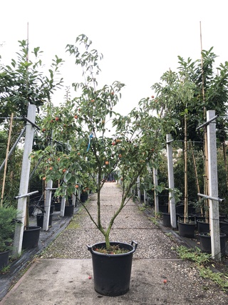 Japanse kornoelje Cornus ‘China Girl’, Meerstammig, Witte bloei, ca. 2