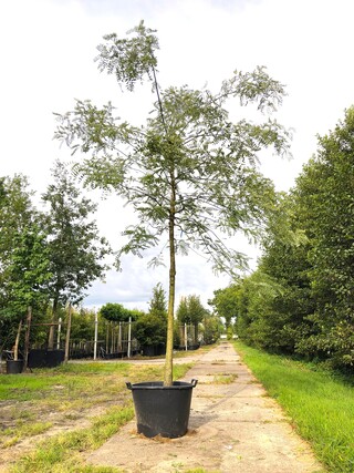 3x Honingboom, Sophora Japonica, Witte bloei, ca. 5 m hoog