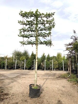3x Winterlinde Tilia cordata, Leiboom, ca. 200 cm stamhoogte