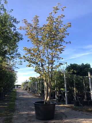 Japanse kornoelje Cornus kousa chinensis, Meerstammig, Witte bloei, ca