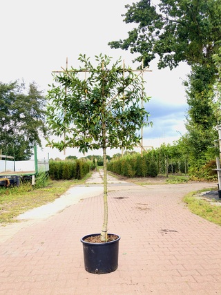 8x Portugese laurier Prunus ‘Angustifolia’, Leiboom, Wintergroen, ca.