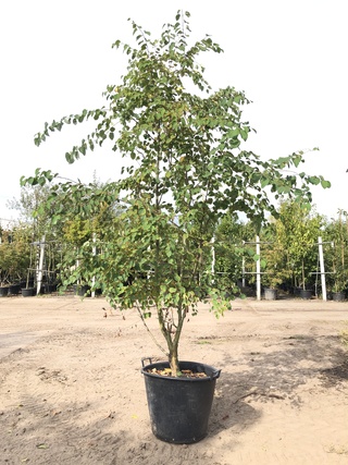 Hartjesboom Cercidiphyllum japonicum, Meerstammig, Roodgele herfstkleu