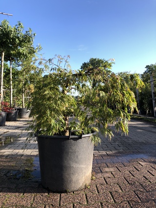 2x Japanse esdoorn Acer ‘Dissectum’, Prieelboom, ca. 125 cm hoog