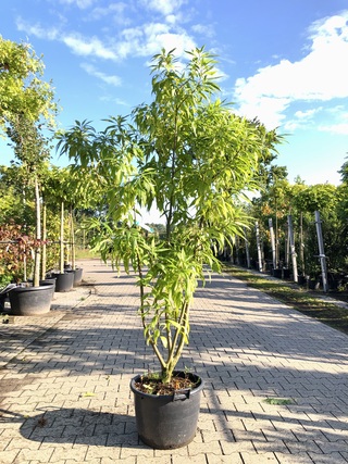 Woestijnwilg Chitalpa ‘Summer Bells’, Meerstammig, Lichtroze bloei, ca