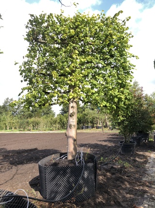 Leilinde Tilia europaea, Karakterboom, ca. 350 cm hoog