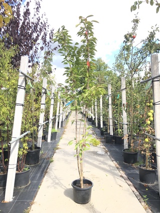 3x Japanse sierkers Prunus ‘Amanogawa’, Zuilvorm, Roze bloei, ca. 2 m