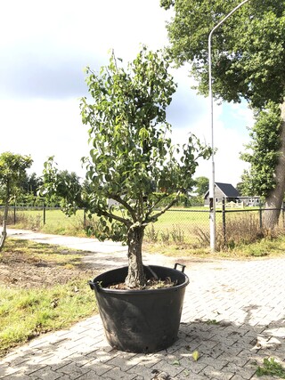 3x Perenboom Pyrus ‘Conference’, Karakterboom, Vruchtdragend, ca. 250