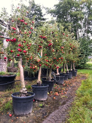 8x Appelboom Malus ‘Elstar’, Fruitgaardboom, Vruchtdragend, ca. 200-25