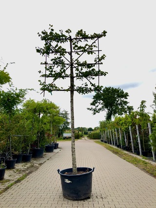 2x Winterlinde Tilia cordata, Leiboom, ca. 200 cm stamhoogte