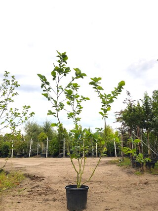 2x Beverboom Magnolia ‘Yellow River’, Meerstammig, Zachtgele bloei, ca