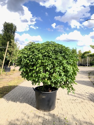3x Amberboom Liquidambar ‘Gum Ball’, Bolboom, Herfstverkleuring, ca. 2