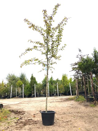 Dwergmispel Cotoneaster ignotus, Bloesemboom, Zwarte bessen, ca. 4 m h