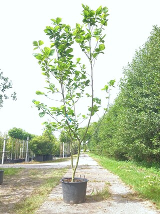 2x Beverboom Magnolia ‘Yellow River’, Meerstammig, Zachtgele bloei, ca